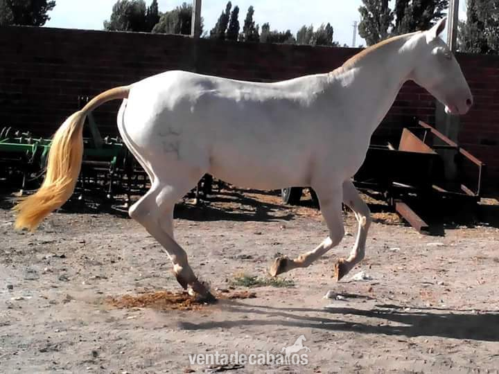 Lusitano {TYPE}