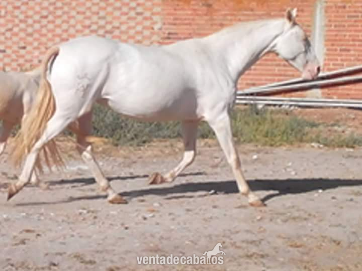 Yeguas Lusitano - YEGUA LUSITANA ALBINA 