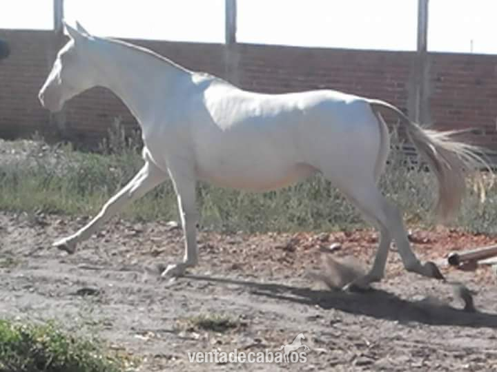 YEGUA LUSITANA ALBINA  - Yeguas Lusitano