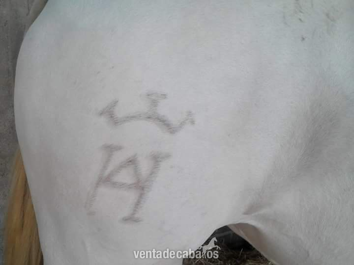 YEGUA LUSITANA ALBINA  - Lusitano