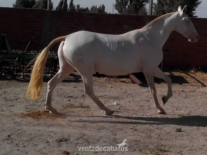 YEGUA LUSITANA ALBINA  - Yeguas
