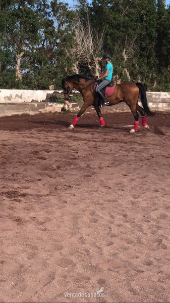 Vendo caballo doma clásica  in 