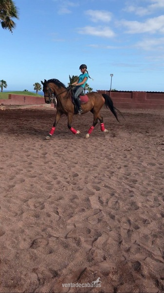 Caballos Capados Wrpn  - Vendo caballo doma clásica 