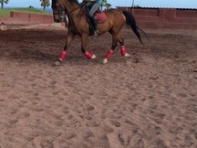 Vendo caballo doma clásica