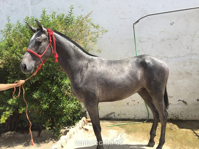 Hispano arabe  {TYPE}