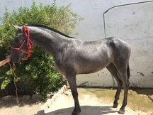 POTRO HISPANO ARABE 