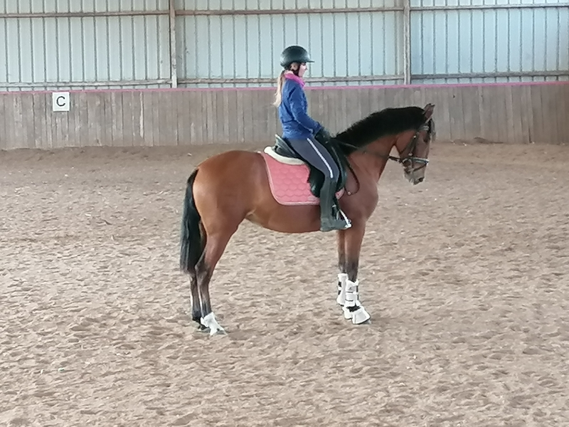 Caballos Pura Raza Española (P.R.E.) PRE - Vendo potra PRE de 4 años