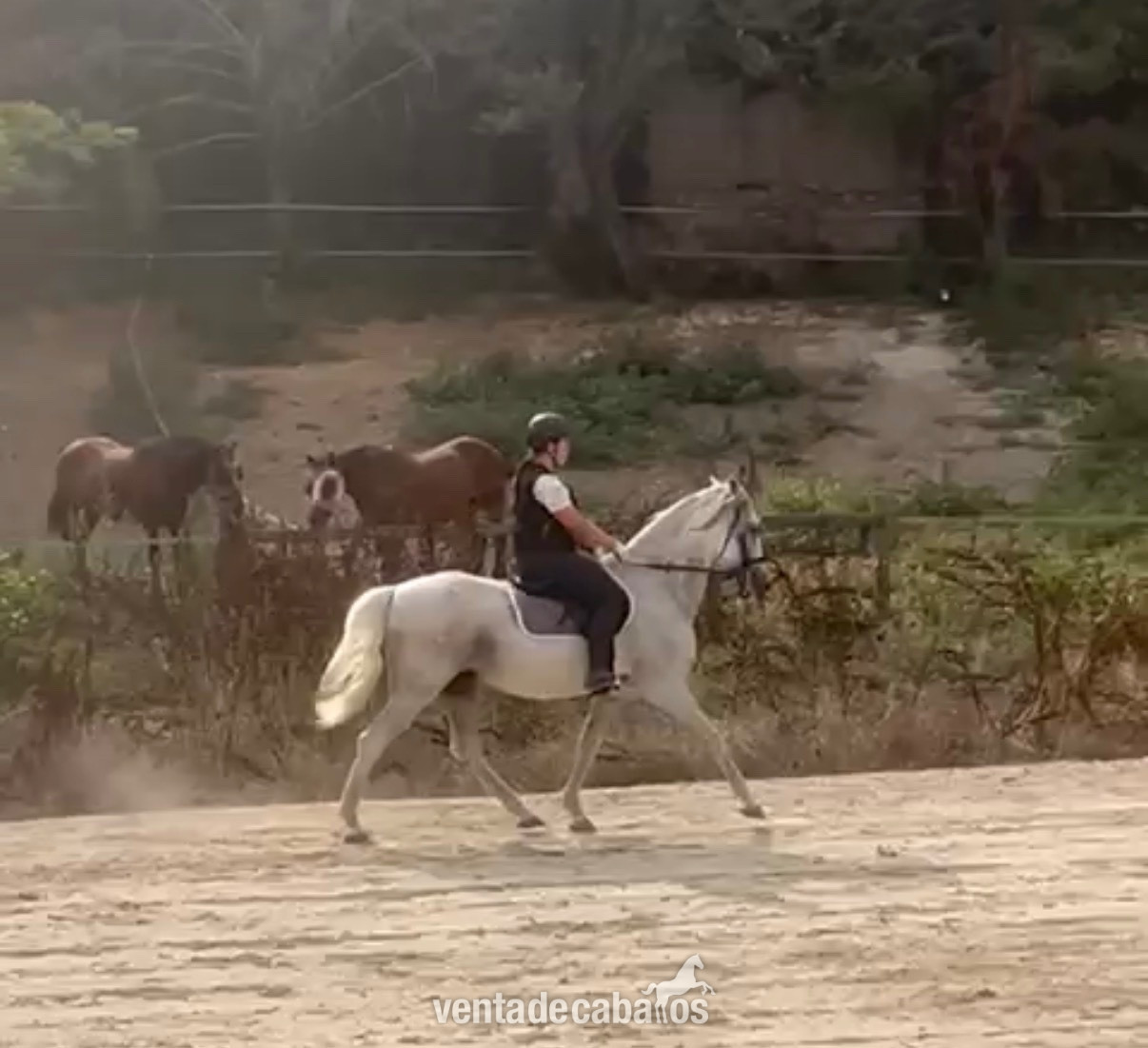 Caballo Pura raza Española, muy noble in 