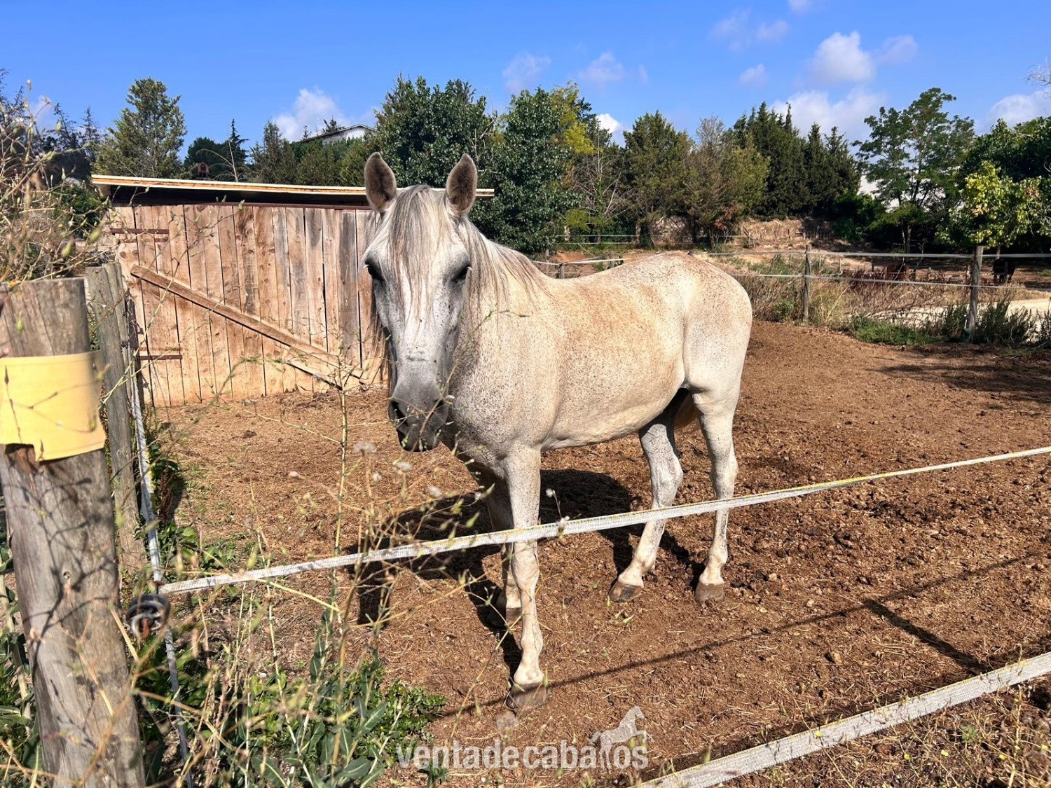 Caballo Pura raza Española, muy noble - EMPTY