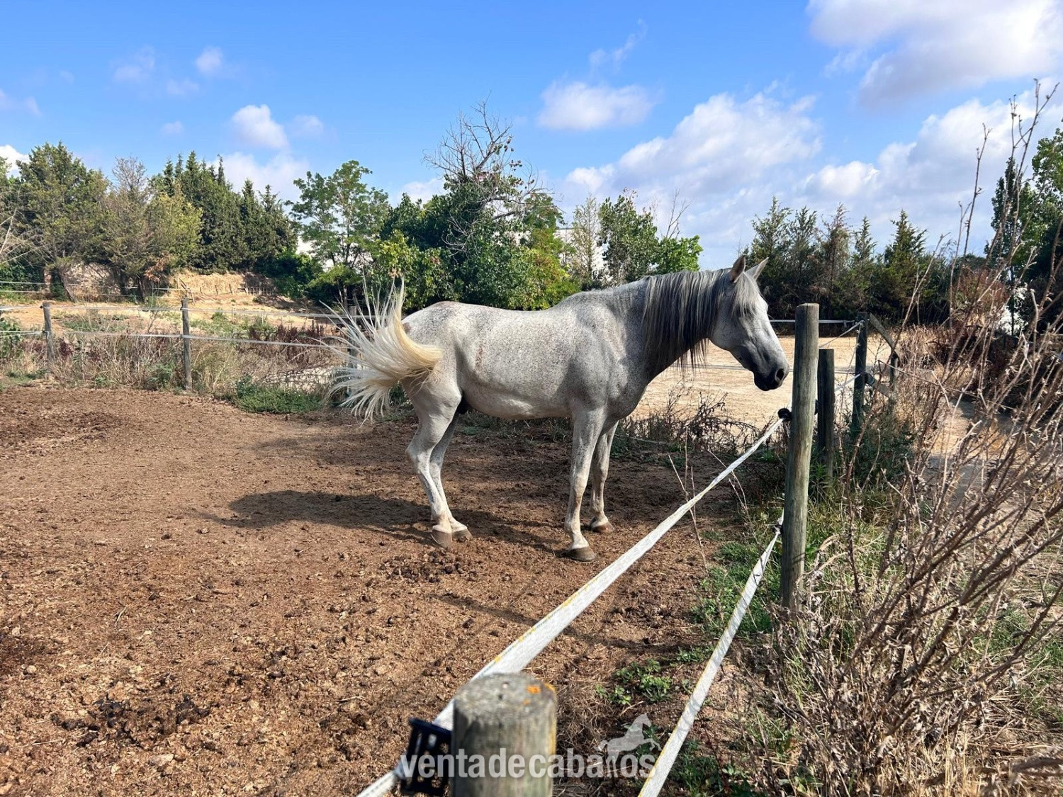 Caballo Pura raza Española, muy noble - Caballos Pura Raza Española (P.R.E.)