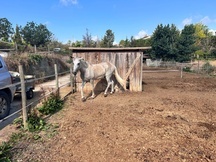 Caballo Pura raza Española, muy noble