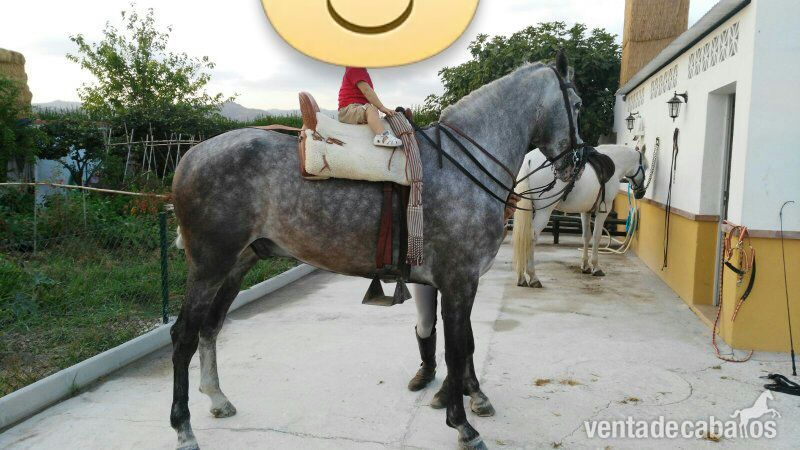 SE VENDE CABALLO TORDO 6 AÑOS in 