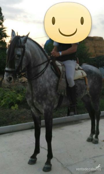 Anglo Hispano