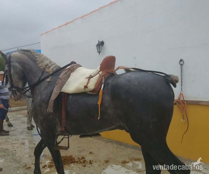 Caballos Capados Anglo Hispano - SE VENDE CABALLO TORDO 6 AÑOS