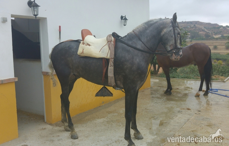 SE VENDE CABALLO TORDO 6 AÑOS - Caballos Capados Anglo Hispano