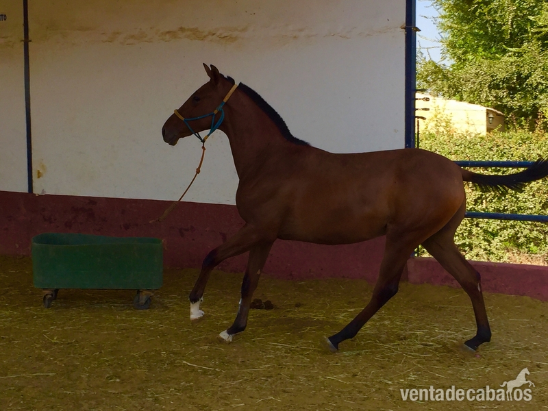 Hispano arabe 