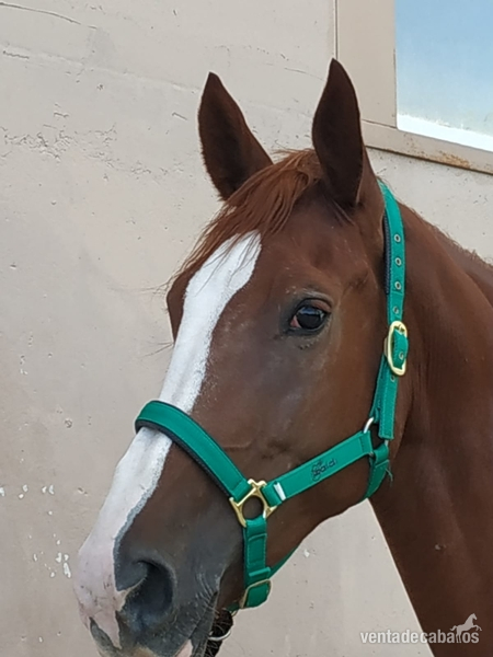 Caballo de Deporte Espa