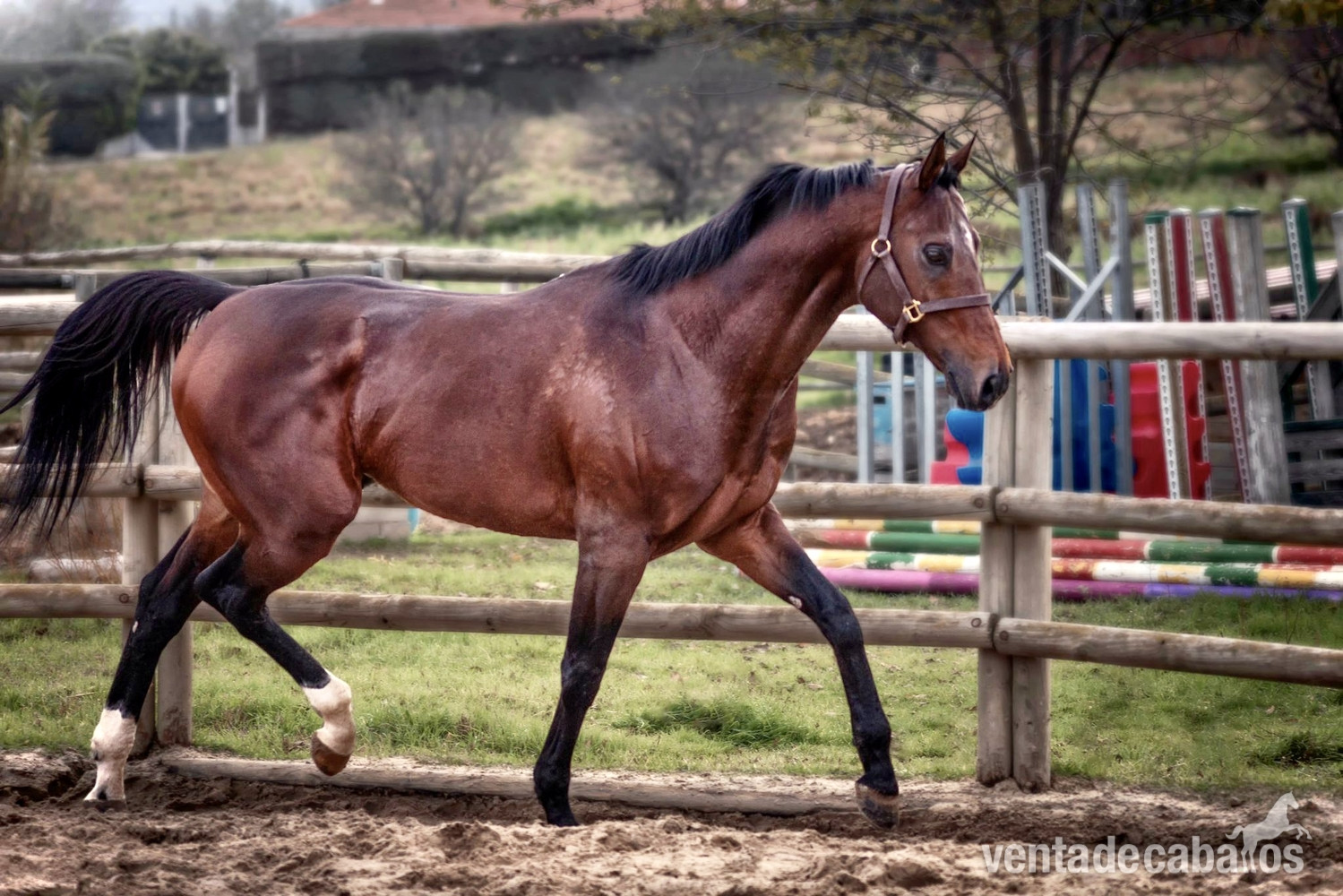 Caballos Enteros EMPTY - Se vende Pura sangre inglés 
