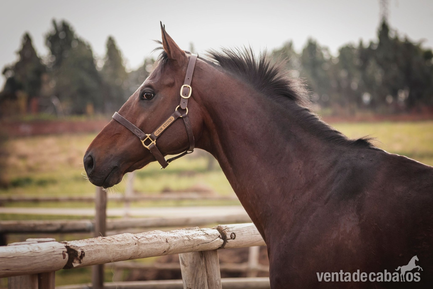 Se vende Pura sangre inglés  - Caballos Enteros EMPTY