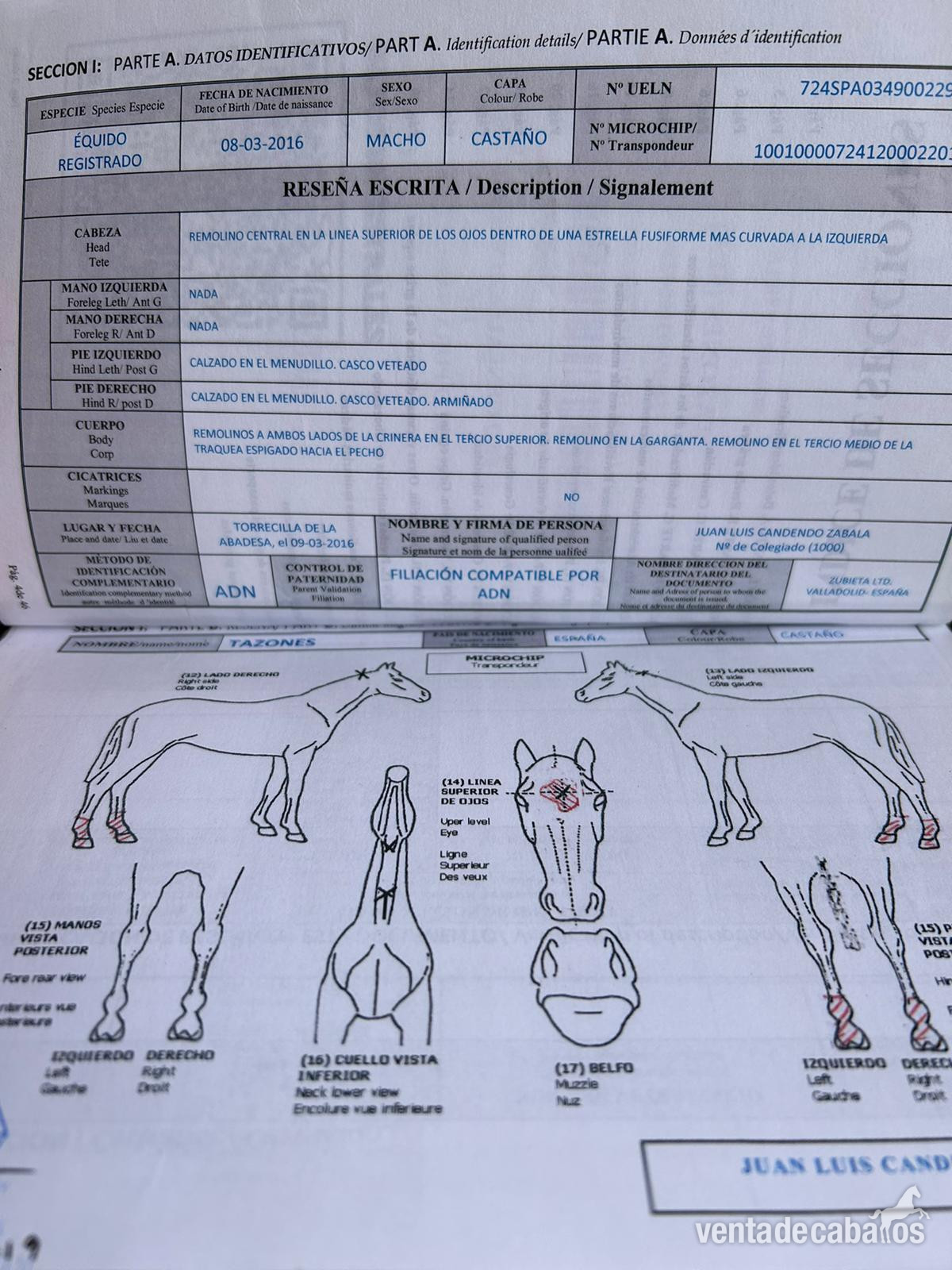 Se vende Pura sangre inglés  - Caballos Enteros