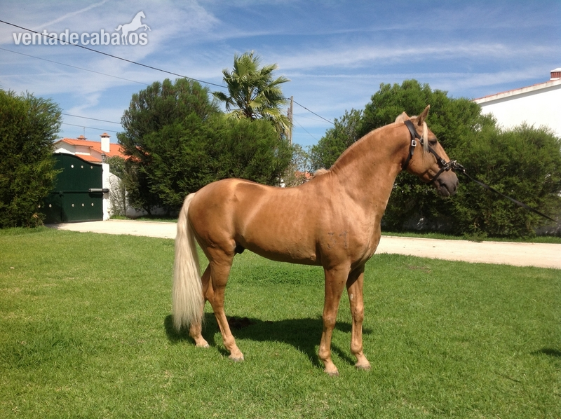 Caballos Lusitanos para venta in 
