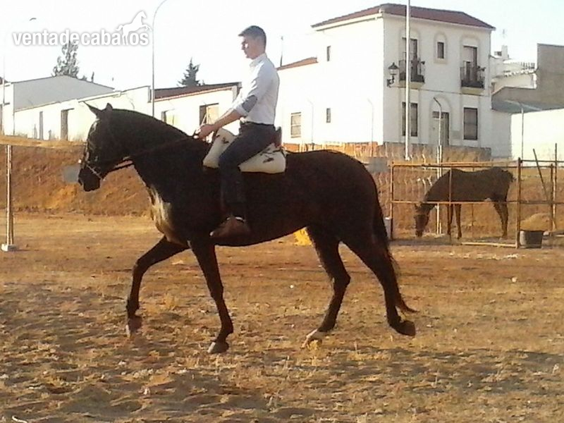 Yegua Pura Raza Española negra in 
