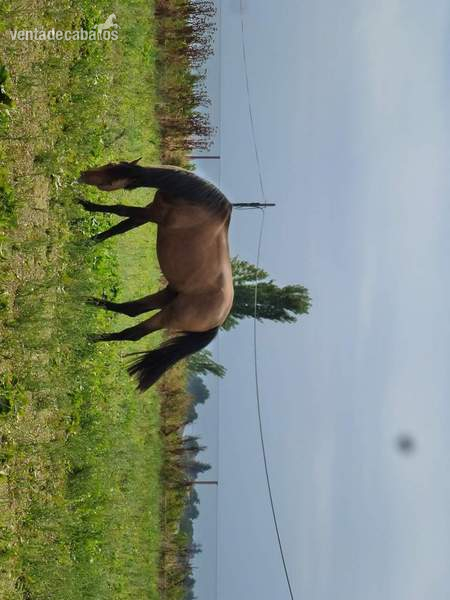 Lote de 3 caballos  in 