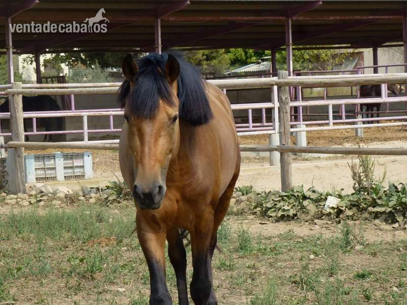 Lote de 3 caballos 