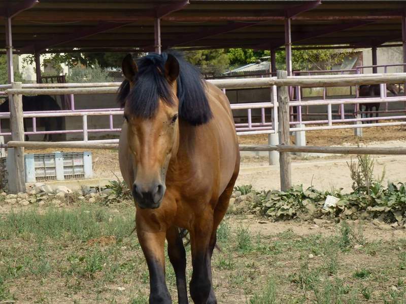 Lote de 3 caballos 