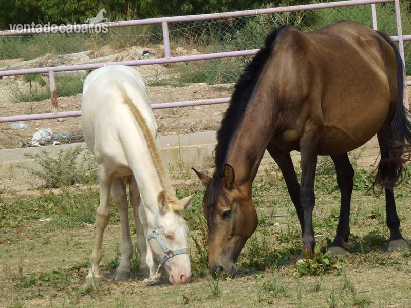  Lote de 3 caballos 