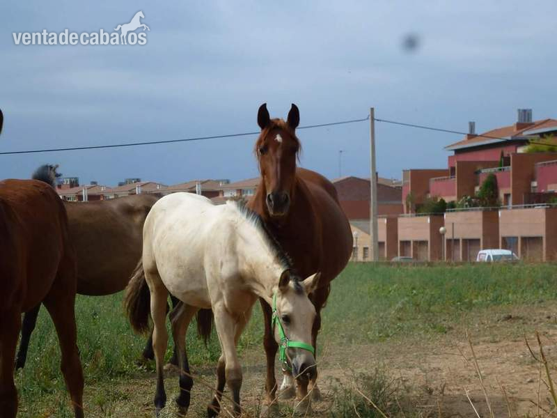 Lote de 3 caballos  - EMPTY in 