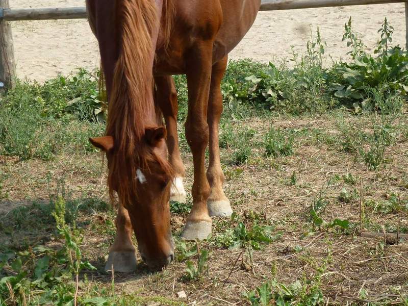 Lote de 3 caballos  - EMPTY