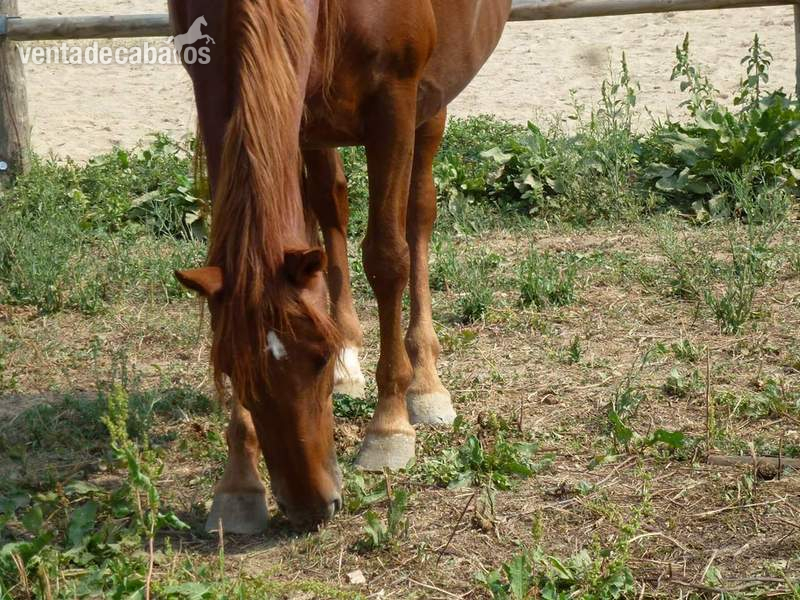 Lote de 3 caballos  - EMPTY