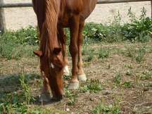 Lote de 3 caballos 