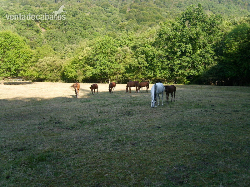 Potros potras yeguas caballos in 