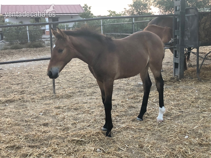 Caballo de Deporte Español (CDE) {TYPE}