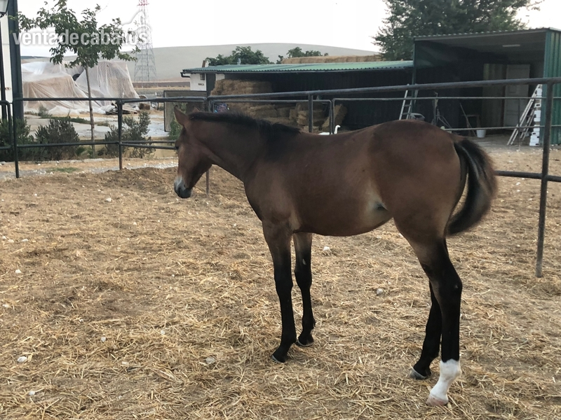 Potras Caballo de Deporte Español (CDE) - Potra centroeuropea línea de salto