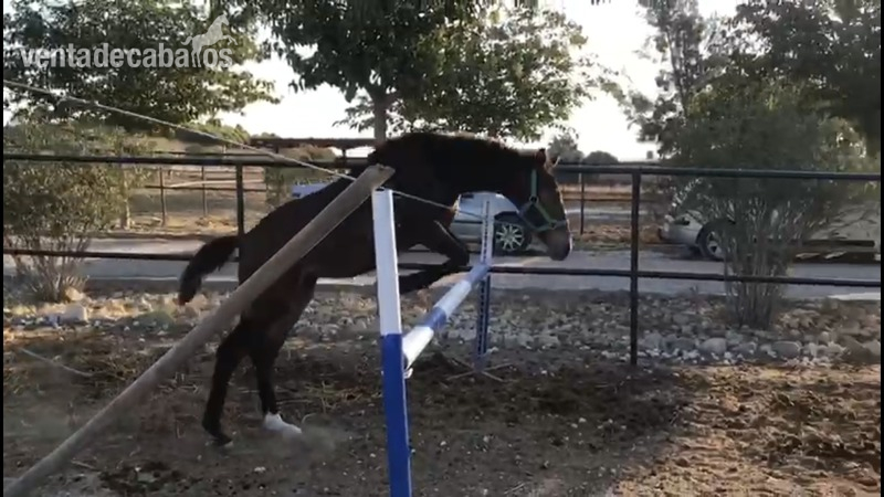 Potra centroeuropea línea de salto - Potras Caballo de Deporte Español (CDE)
