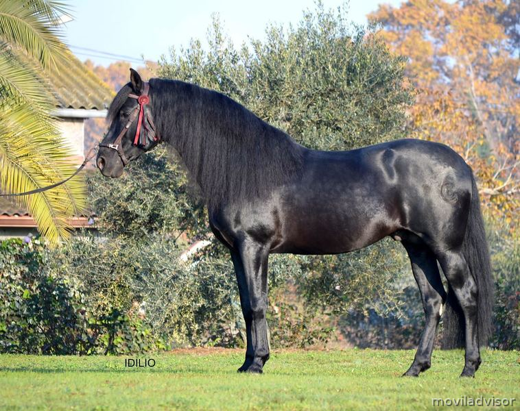 Espectacular caballo PRE negro a la venta in 