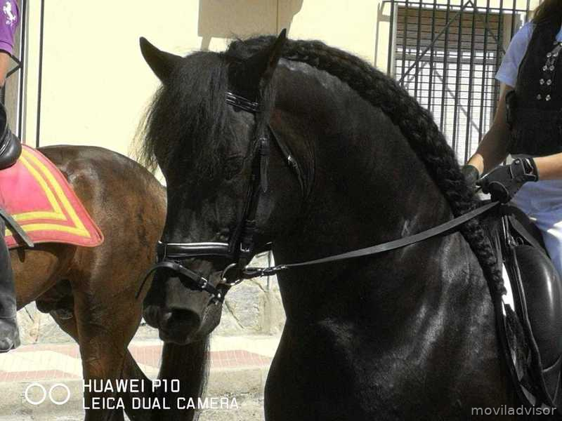 Caballos Pura Raza Española (P.R.E.) Pura Raza Española - Espectacular caballo PRE negro a la venta