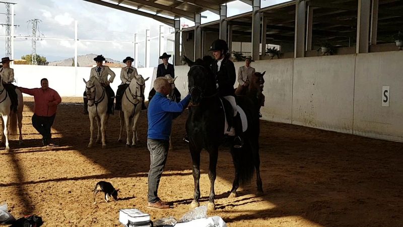 Espectacular caballo PRE negro a la venta - Caballos Pura Raza Española (P.R.E.) Pura Raza Española