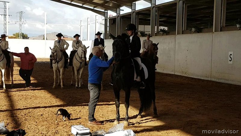 Espectacular caballo PRE negro a la venta - Caballos Pura Raza Española (P.R.E.) Pura Raza Española