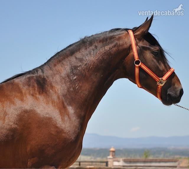 VENTA DE CABALLO PRE 5 AÑOS in 