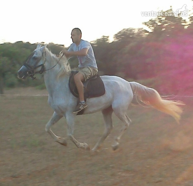 yegua p.r.e montada y enganchada in 