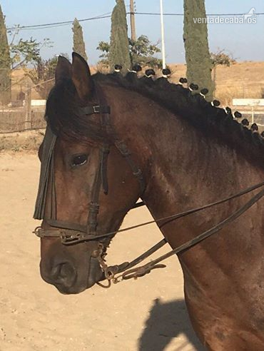Hispano-Arabe