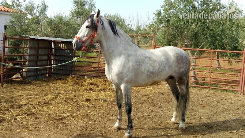 Se vende P.R.E. in 