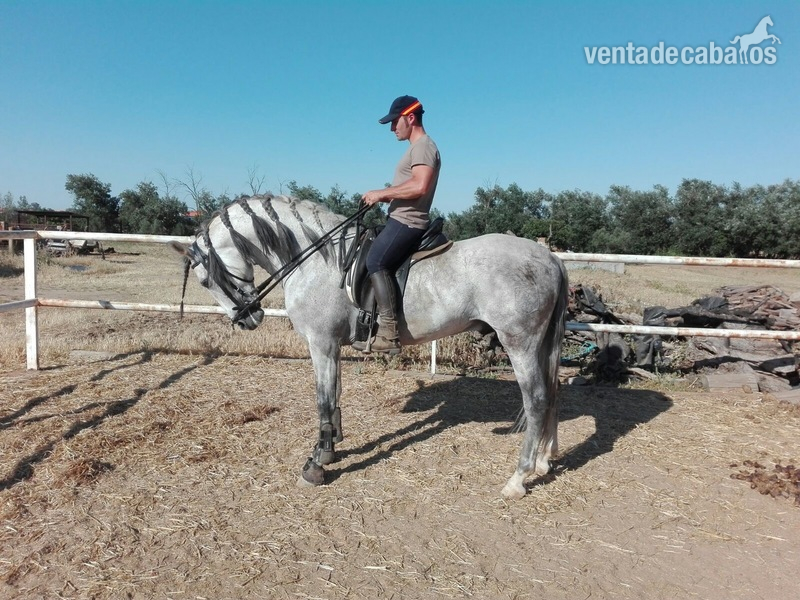 Caballos Pura Raza Española (P.R.E.) P.R.E - Se vende P.R.E.