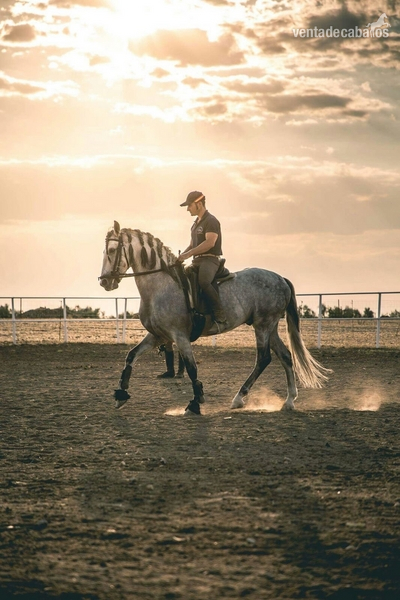Se vende P.R.E. - Caballos Pura Raza Española (P.R.E.)
