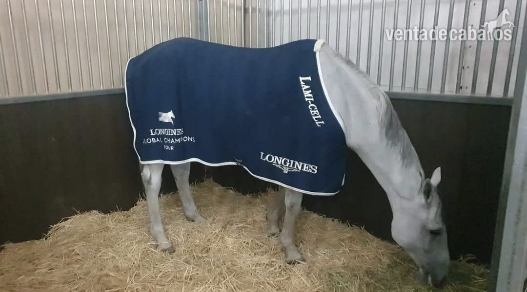 🐎 Traspaso de Finca Ecuestre con Vivienda e Instalaciones Hípicas – Guadalajara - Finca ecuestre in torija
