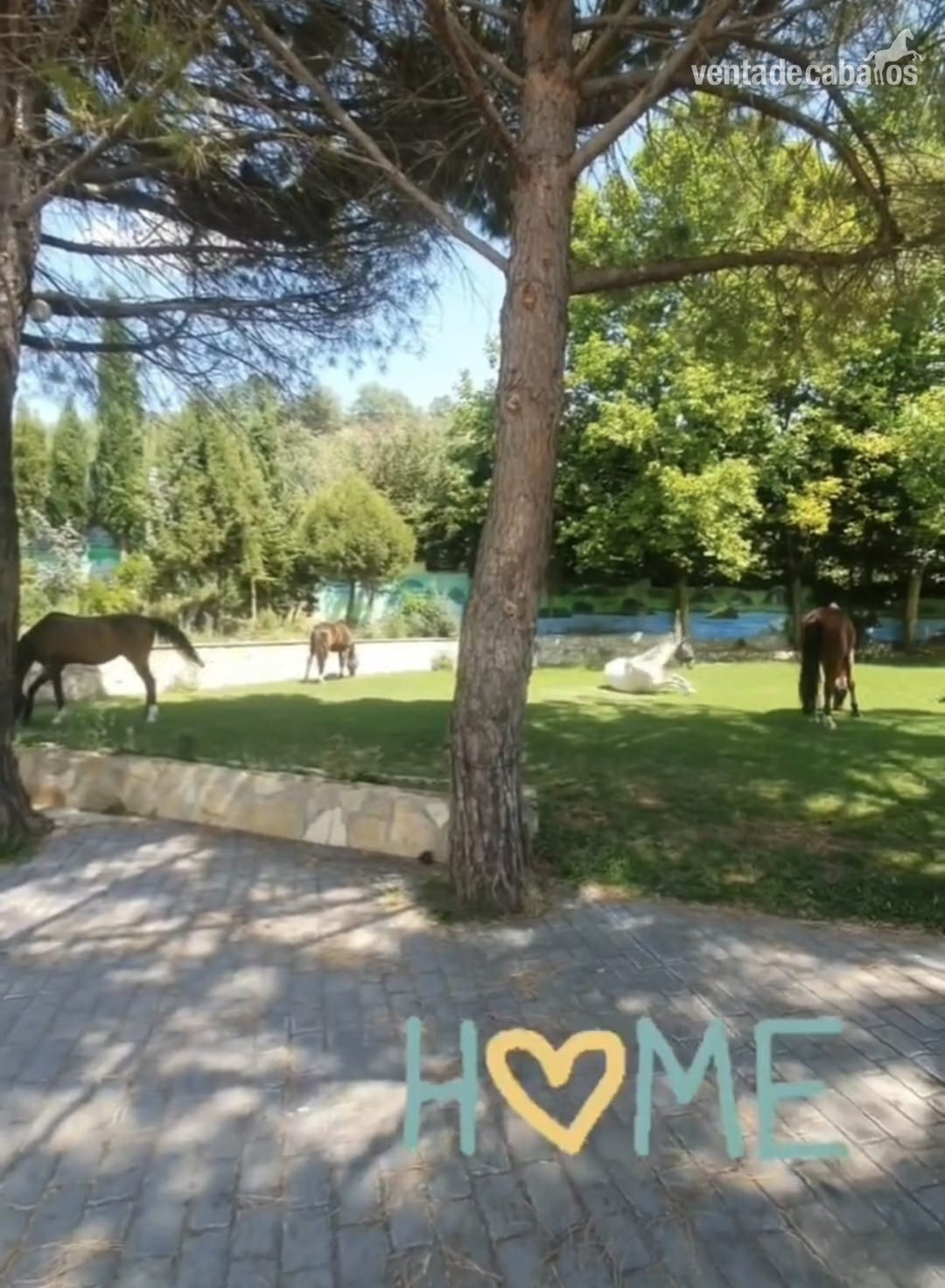 🐎 Traspaso de Finca Ecuestre con Vivienda e Instalaciones Hípicas – Guadalajara - Finca ecuestre